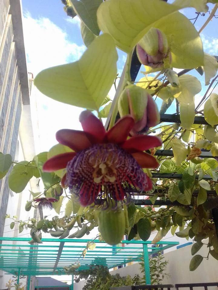 Riad Passiflora Fès Cameră foto